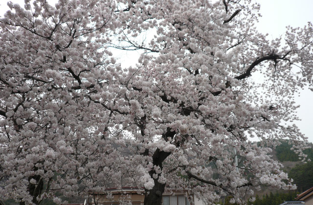 教春には桜が咲き誇ります